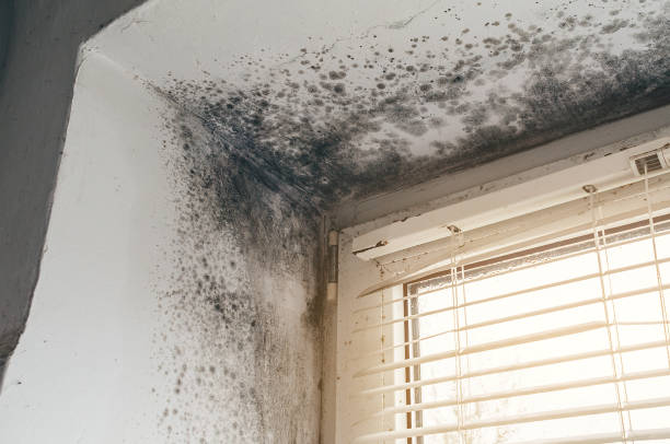 Affordable Black Mold Remediation solutions in Martinsburg, PA